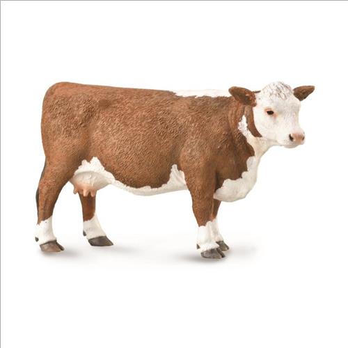 hereford cow