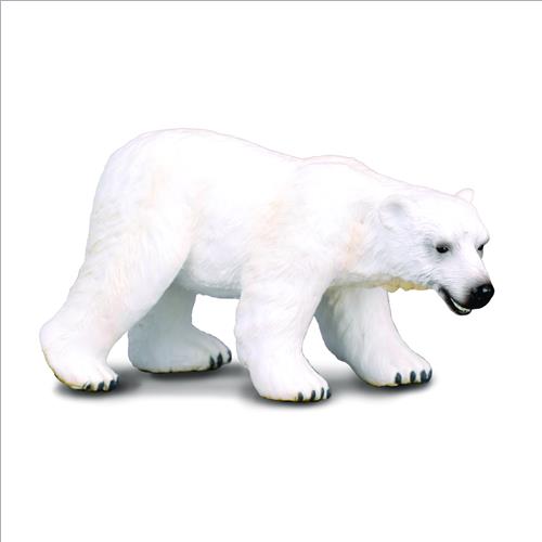 orso polare